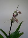 Paphiopedilum Rothschildianum 